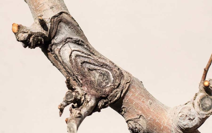 An example of a bulls-eye rot canker. (TJ Mullinax/Good Fruit Grower)