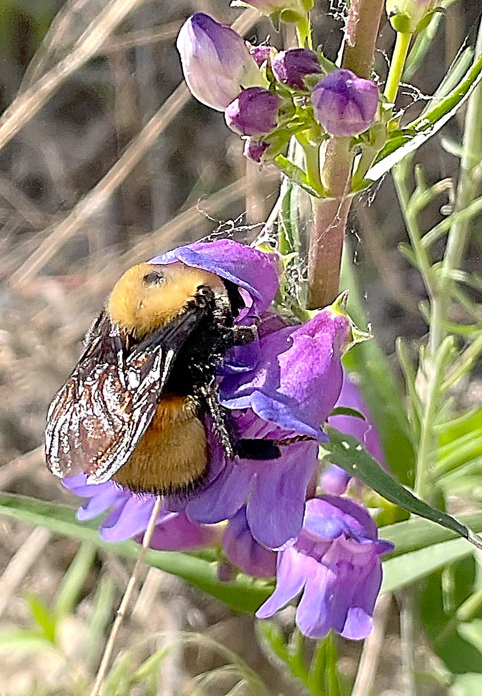 A Nevada bumble bee, Washington’s largest species, digs for pollen in a beardtongue bloom in June near Othello.(Courtesy Mario N. Luppino/Washington State University)