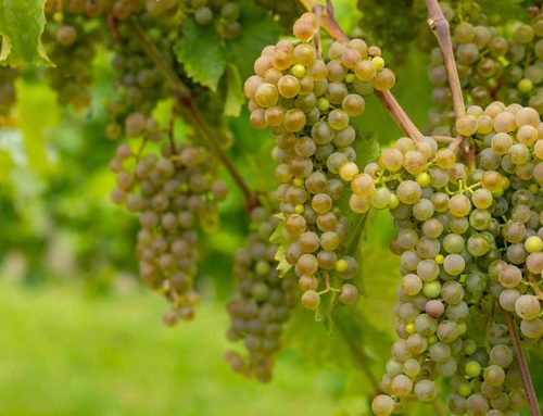 UMN releases new cold-hardy white wine grape