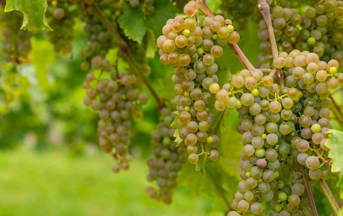 Bunches of Clarion grapes, a new white wine variety bred by the University of Minnesota, hang on the vine.