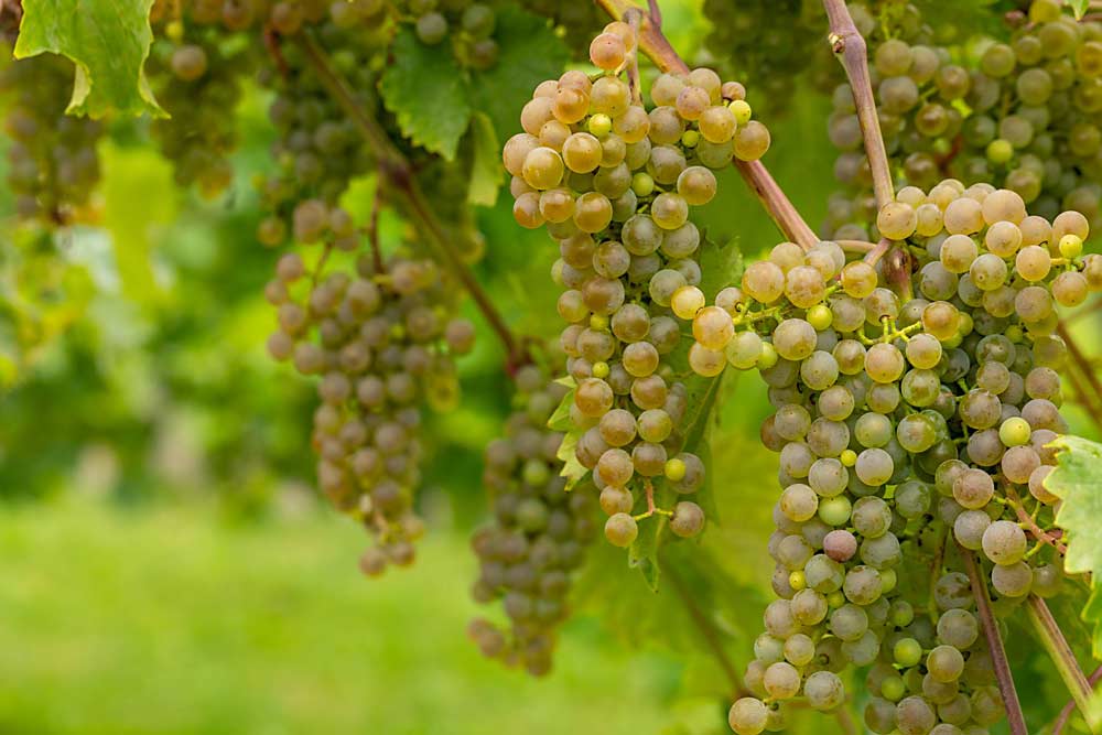 Bunches of Clarion grapes, a new white wine variety bred by the University of Minnesota, hang on the vine.