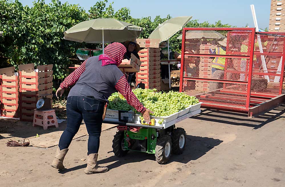A bagging employee at the Parlier vineyard depresses one of the quick controls that start and stop the Burro, a feature in addition to its GPS and computer-vision-guided robotic navigation system. (TJ Mullinax/Good Fruit Grower)