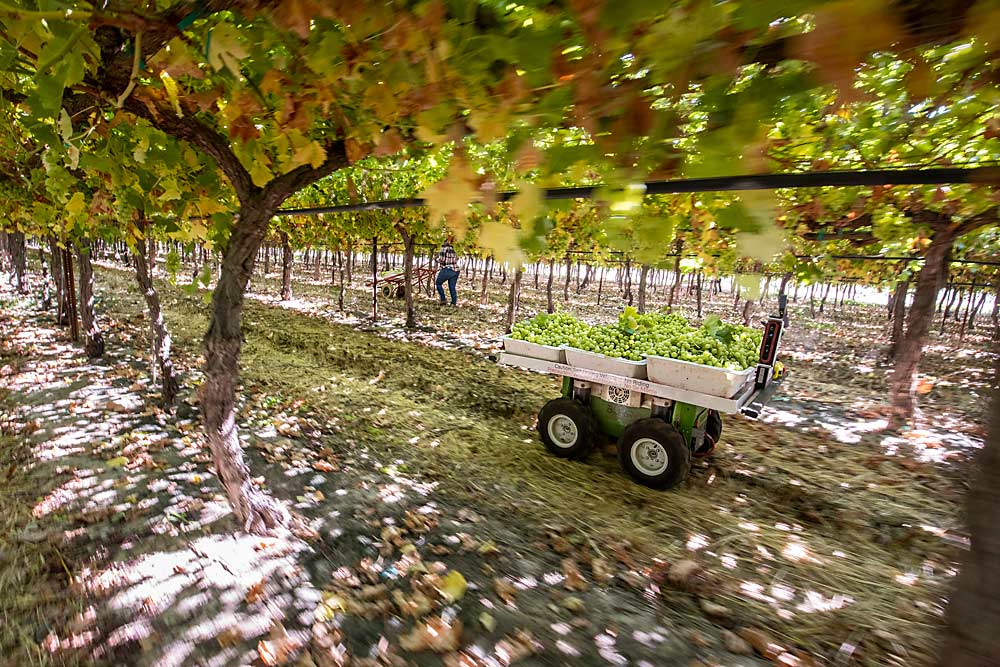 The Burro autonomous worker-assist platform works table grape harvest in early August in Parlier, California. The Burro operates commercially in table grapes, blueberries and nurseries and has recently netted nearly $11 million in venture capital to scale up and innovate even more. (TJ Mullinax/Good Fruit Grower)