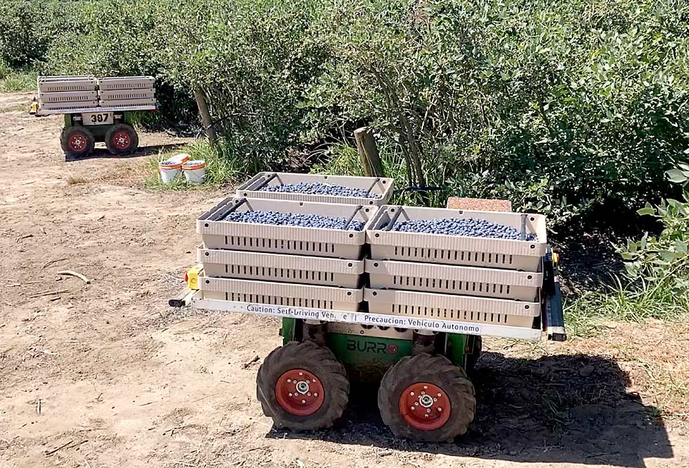 Burro makes small autonomous vehicles specialized for navigating farm environments, such as vineyards and berry farms, as seen here. CEO Charlie Andersen said the company has sold 90 platforms, mostly to the table grape industry, but he believes the autonomous mobility that his company specializes in could benefit many other ag tech companies looking to automate tasks such as cluster counting or disease scouting. Layering technologies in that way should benefit both companies — that need scale to survive — and growers by lowering the development time and cost of new technologies. (Courtesy Burro)