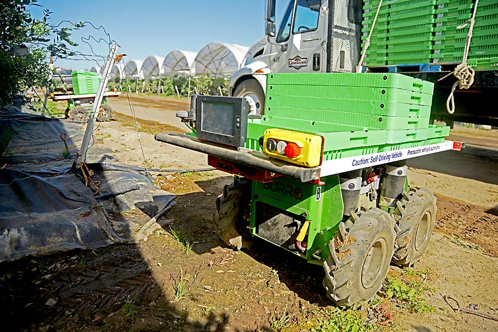 The Burro is a self-driving wagon with a platform, used in the table grape and blueberry industries to haul full trays and lugs to the weighing station. (Courtesy Augean Robotics)