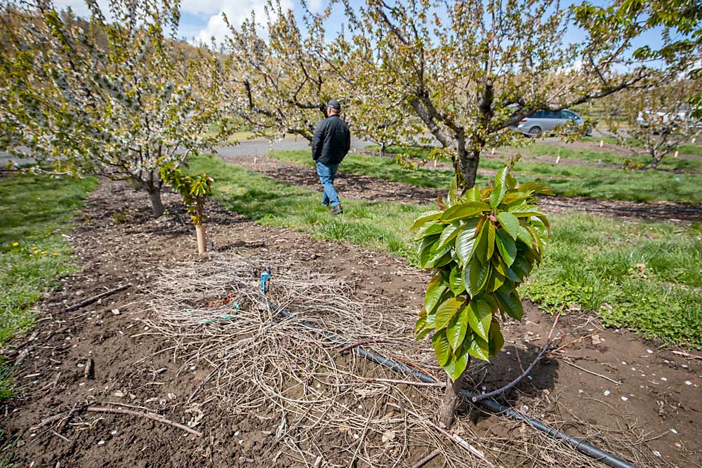 John Byers, a cherry grower in The Dalles, Oregon, walks past a second-leaf Bing replanted due to a virus. Knowing his approach runs counter to advice from extension specialists, Byers often removes trees that look sick, without diagnosing them, and replants right away to avoid the economic loss of being out of production. (TJ Mullinax/Good Fruit Grower)