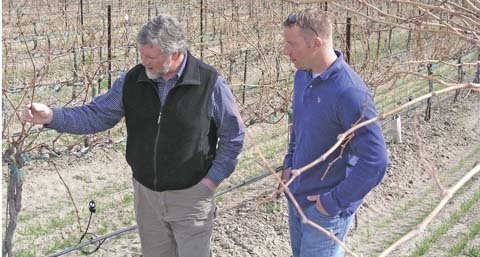 John Farmer, left, and Luke Ransom check bud development of Barbera grapes, one of the earliest varieties to break at Alder Ridge Vineyards near Paterson, Washington. An undervine microsprinkler used for cooling the sun-sensitive grapes can be seen at left.