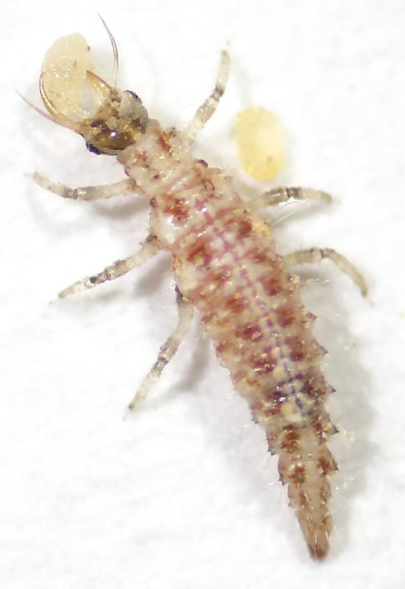 A lacewing larva from the species Chrysoperla externa chomps on a moth egg at the U.S. Department of Agriculture’s Temperate Tree Fruit and Vegetable Research lab in Wapato, Washington. Application of lacewings shows promise for pest control in Washington orchards, according to USDA entomologist Rebecca Schmidt-Jeffris. (Courtesy Rebecca Schmidt-Jeffris/USDA-ARS)