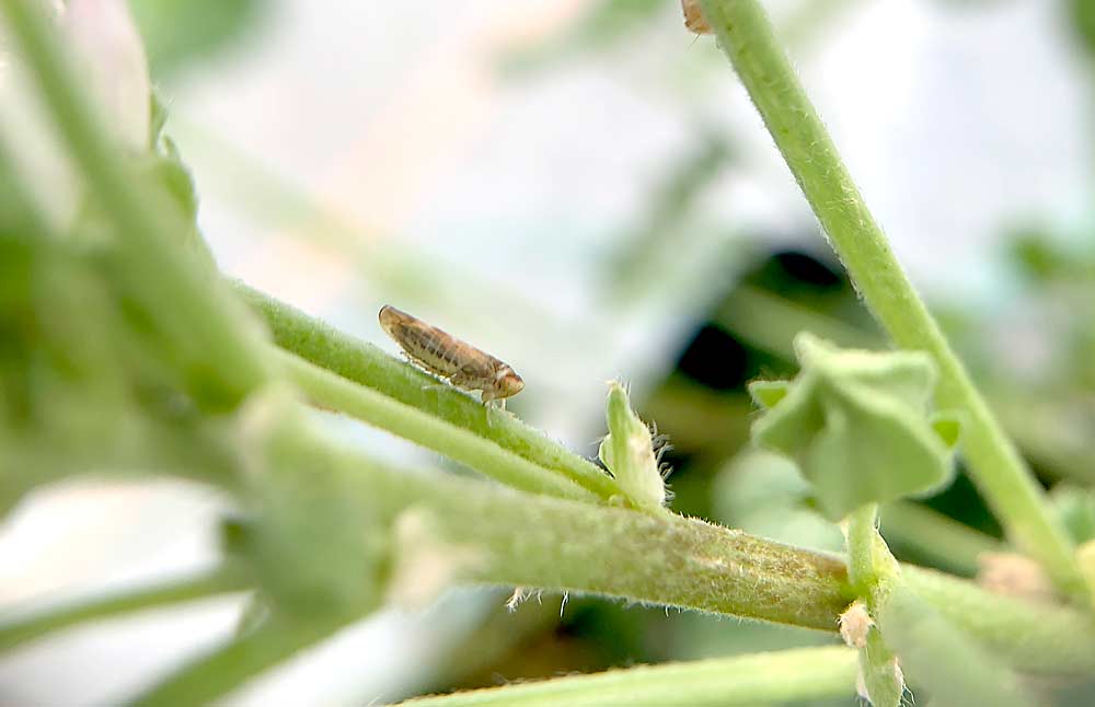 C. reductus makes use of a wide variety of plants, such as this mallow. Better understanding what they eat, where they live and how they move into orchards could help growers to better control this disease vector. (Courtesy Abigail Clarke/Washington State University)