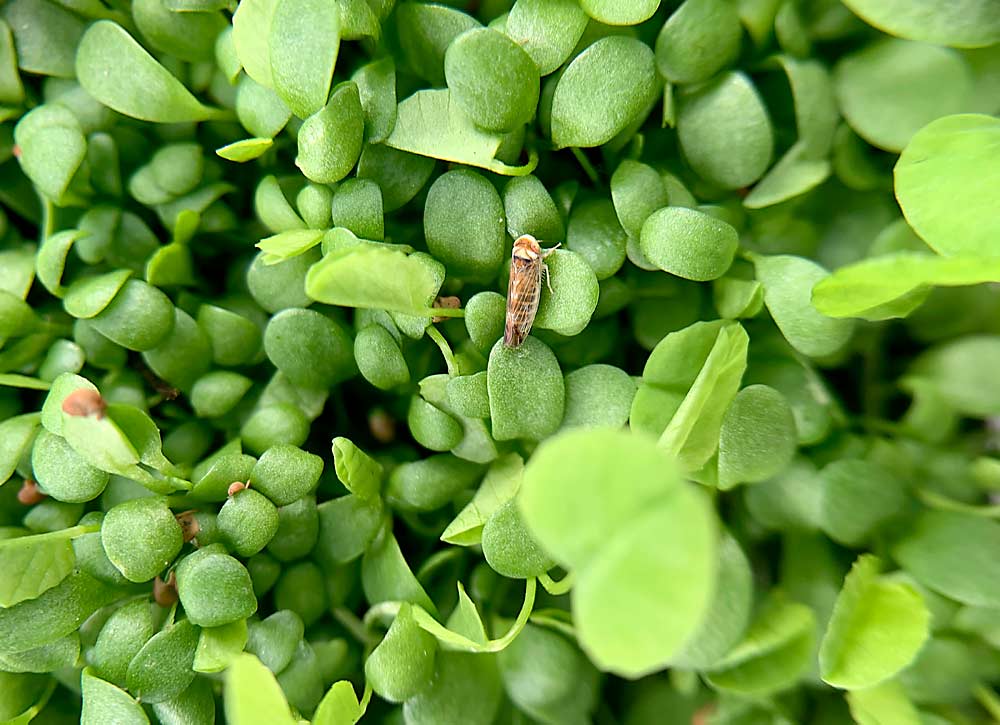 One of the leafhoppers that vectors the X phytoplasma, Colladonus reductus, photographed on white clover. Washington State University researchers plan to rear the leafhoppers this year to learn more about how to control them. (Courtesy Abigail Clarke/Washington State University)