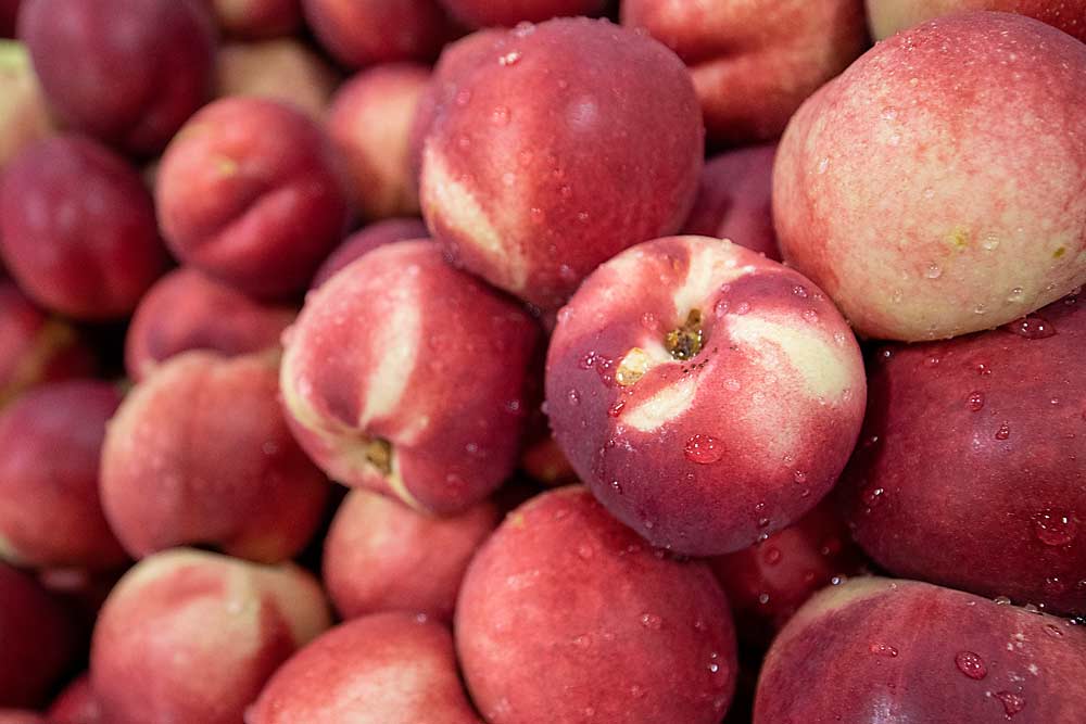 Zephyr white nectarines harvested on Aug. 23 and stored in a Janny CA bin under regular atmosphere and opened about a month later are “rock hard,” said Michael King. Water droplets fell onto the fruit from condensation buildup on the lid. (TJ Mullinax/Good Fruit Grower)