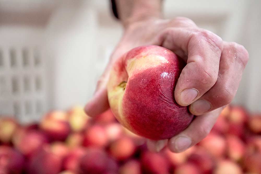 King shows Good Fruit Grower the rubbery and dried out exterior of Zephyr white nectarines harvested two days later on Aug. 25 and stored for nearly a month in a standard plastic bin within a regular atmosphere room. (TJ Mullinax/Good Fruit Grower)