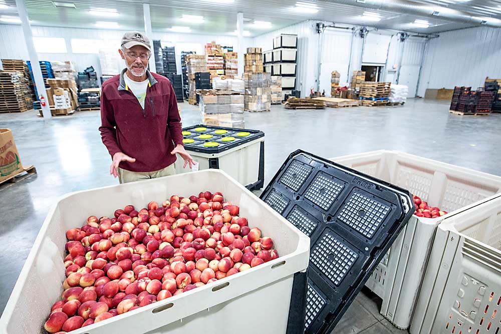 Michael King, co-owner of Twin Springs Fruit Farm in Orrtanna, Pennsylvania, explains how they use CA bins from a French company, Janny MT, in their new storage facility. King gestures at two bins of Zephyr white nectarines he pulled out of regular storage in mid-September, which were harvested at the end of August 2021, to show the differences between fruit stored in the CA bin, left, and a standard bin. (TJ Mullinax/Good Fruit Grower)