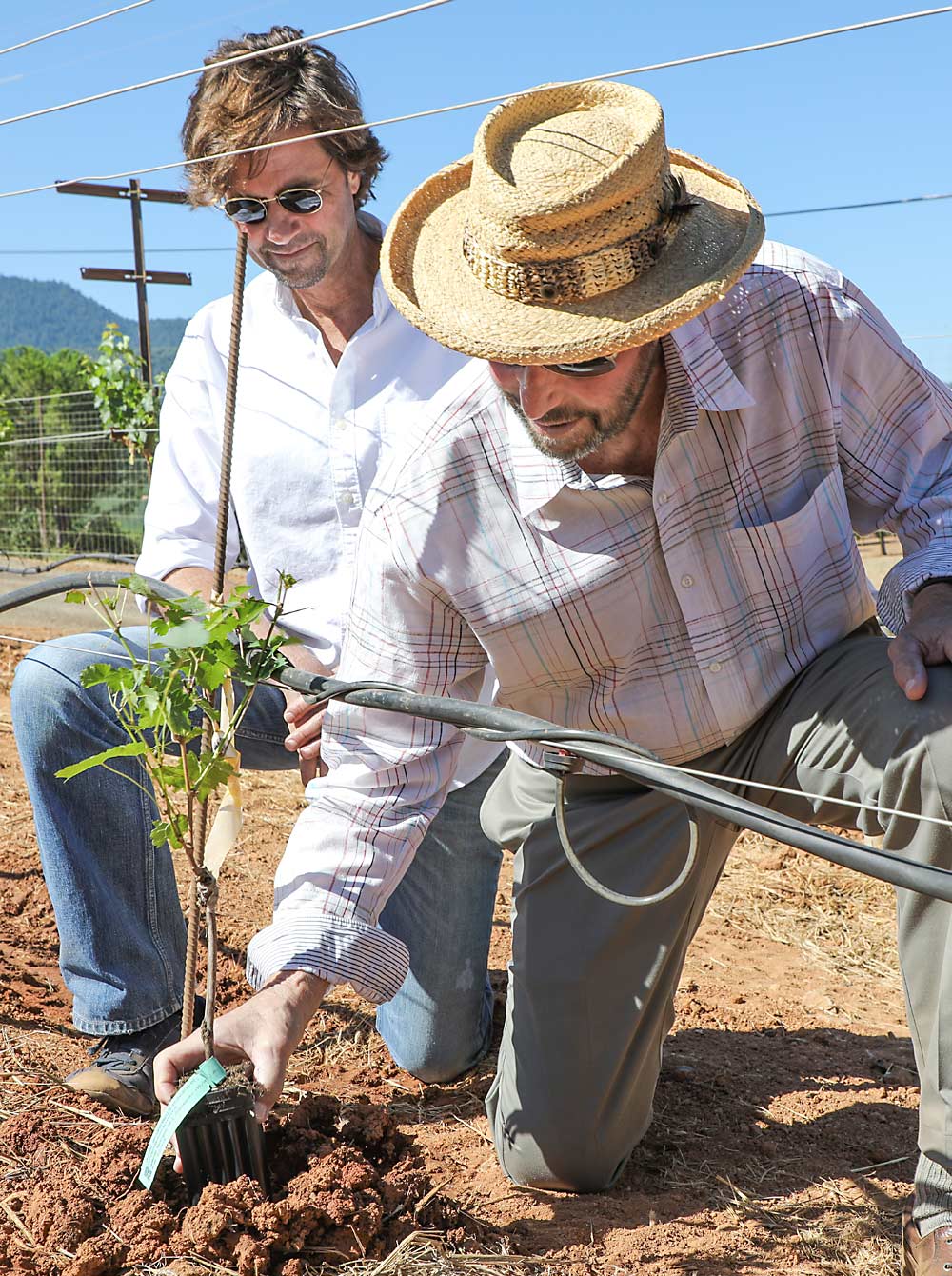 Beckstoffer Vineyards provided the vineyard space for the trial and will also tend the vines for the length of the trial, which will run at least eight seasons. Here, Andy Beckstoffer, owner and CEO, and his son, David, plant a vine in the Cabernet trial. This vine also happens to be Beckstoffer’s 1.5 millionth overall. (Courtesy of Lake County Winegrape Commission/ Karen Pavone Photography)