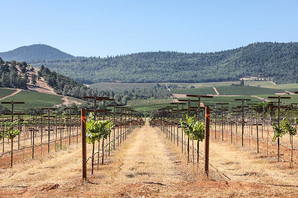 A massive trial at Beckstoffer Vineyards’ Amber Knolls ranch in Lake County, California, will test and compare 100 Cabernet clone/rootstock combinations for resilience to climate change, as well as fruit and wine quality. Collaborators from industry and academia hope the data will prepare Cabernet vineyards for the future, not only in California but across the country and around the world. (Courtesy of Lake County Winegrape Commission/ Karen Pavone Photography)