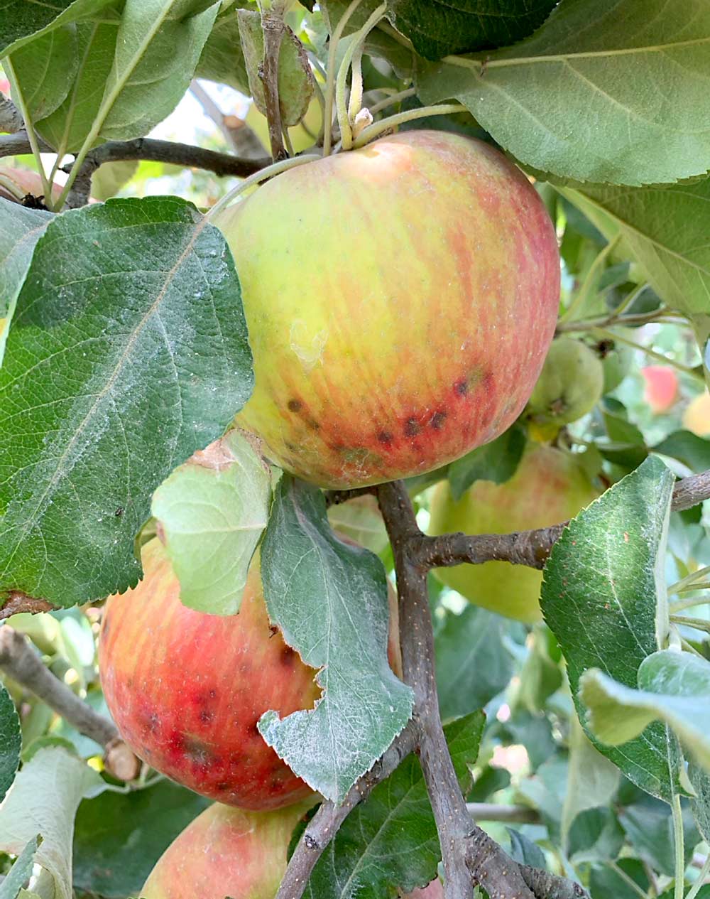 A one-year study by Bernardita Sallato of Washington State University found that foliar sprays and soil amendments may do little to reduce the incidence of bitter pit, one of Honeycrisp growers’ most vexing problems. (Courtesy Bernardita Sallato/Washington State University)