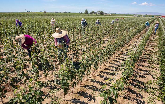 Cameron Nursery workers tie young apple trees to stakes near Eltopia, Washington, in June. With increasing labor and other production costs, his nursery can no longer afford to produce trees on speculation and is reducing its capacity, said owner Todd Cameron. (TJ Mullinax/Good Fruit Grower)