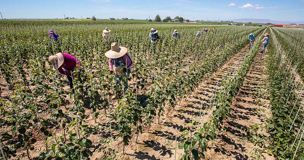 Cameron Nursery workers tie young apple trees to stakes near Eltopia, Washington, in June. With increasing labor and other production costs, his nursery can no longer afford to produce trees on speculation and is reducing its capacity, said owner Todd Cameron. (TJ Mullinax/Good Fruit Grower)