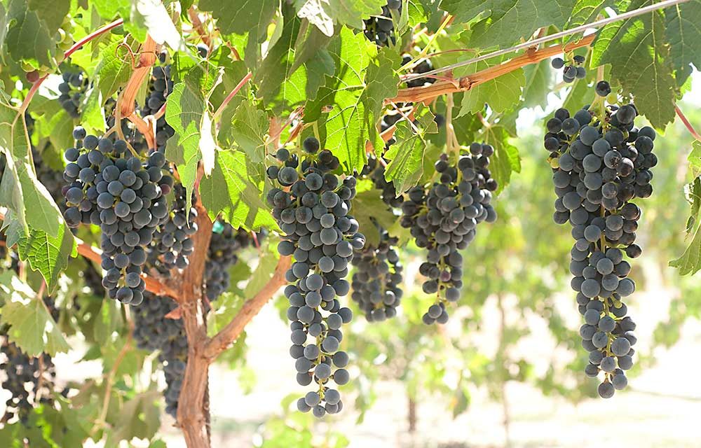 Camminare Noir, one of five new cultivars released by University of California, Davis, in December, offers resistance to Pierce’s disease in a varietal that otherwise has the flavor characteristics of Cabernet Sauvignon and Petite Sirah. Courtesy University of California, Davis