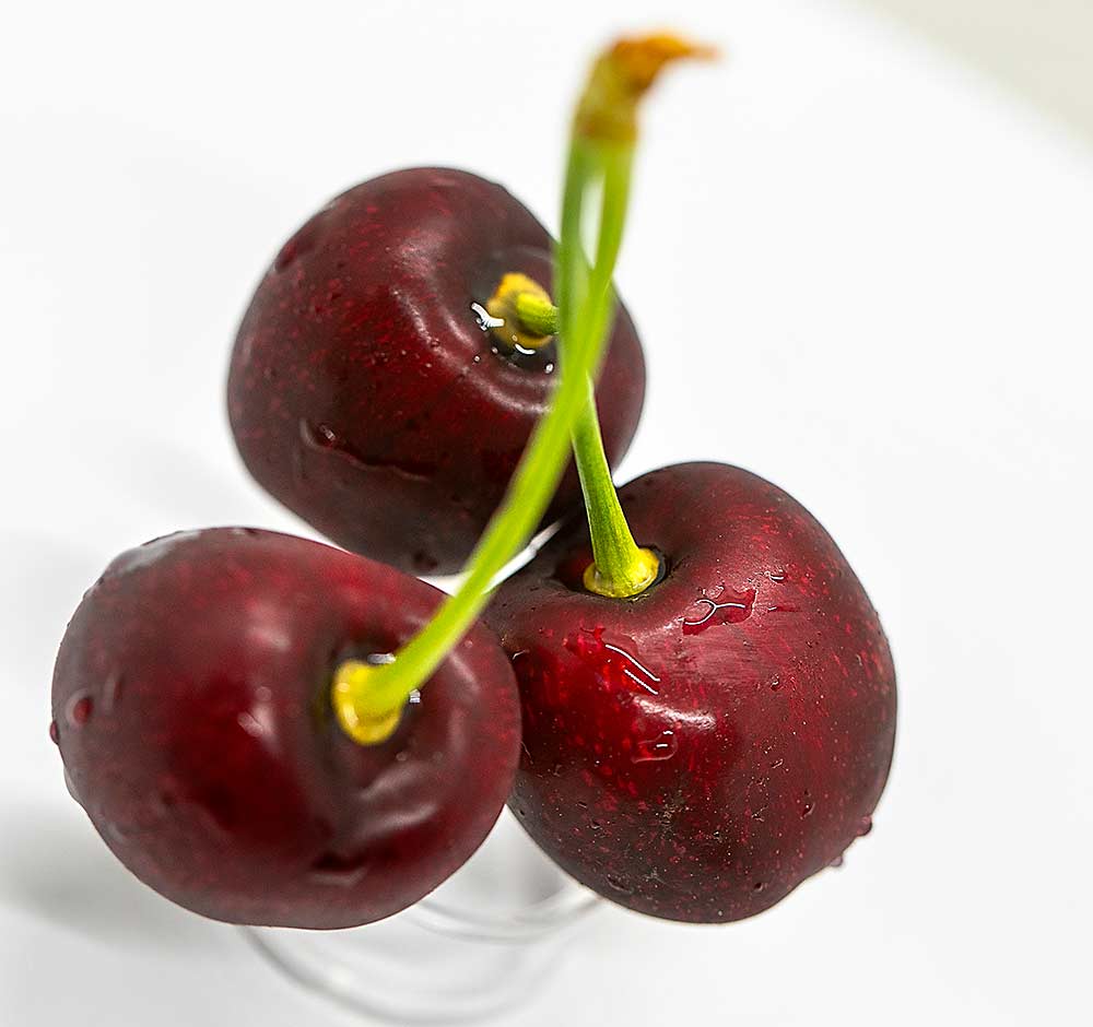 A Washington fruit grower is continuing to sell scion wood for the Carneval cherry despite the concern of the Canadian government breeding program that claims plant rights. (TJ Mullinax/Good Fruit Grower)