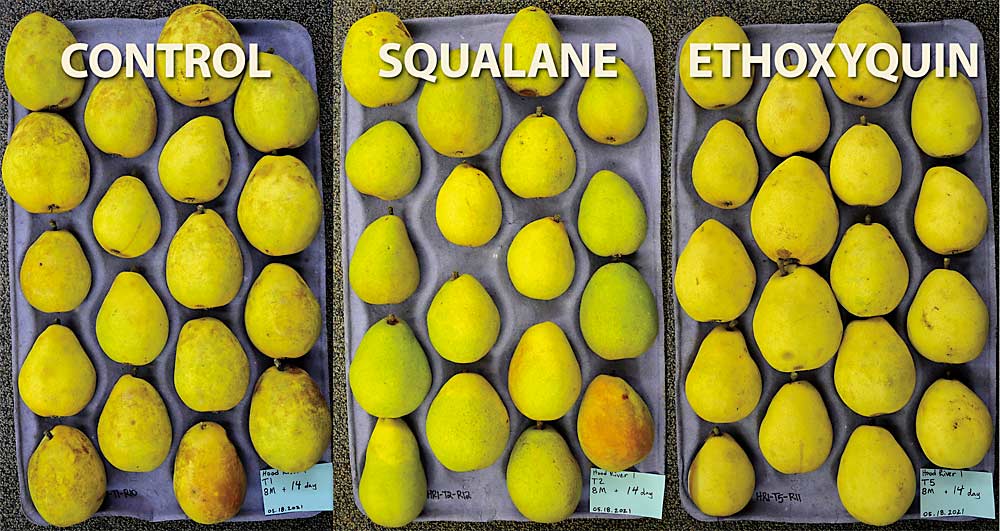 In this comparison of three treatments on Anjou pear, it’s clear that the center tray of fruit, treated with squalane, is greener and cleaner than the control lot at left and the ethoxyquin-treated fruit at right. Fruit were held in cold storage for eight months and then kept at room temperature for 14 days before evaluation of superficial scald incidence and severity. (Courtesy Carolina Torres/Washington State University)