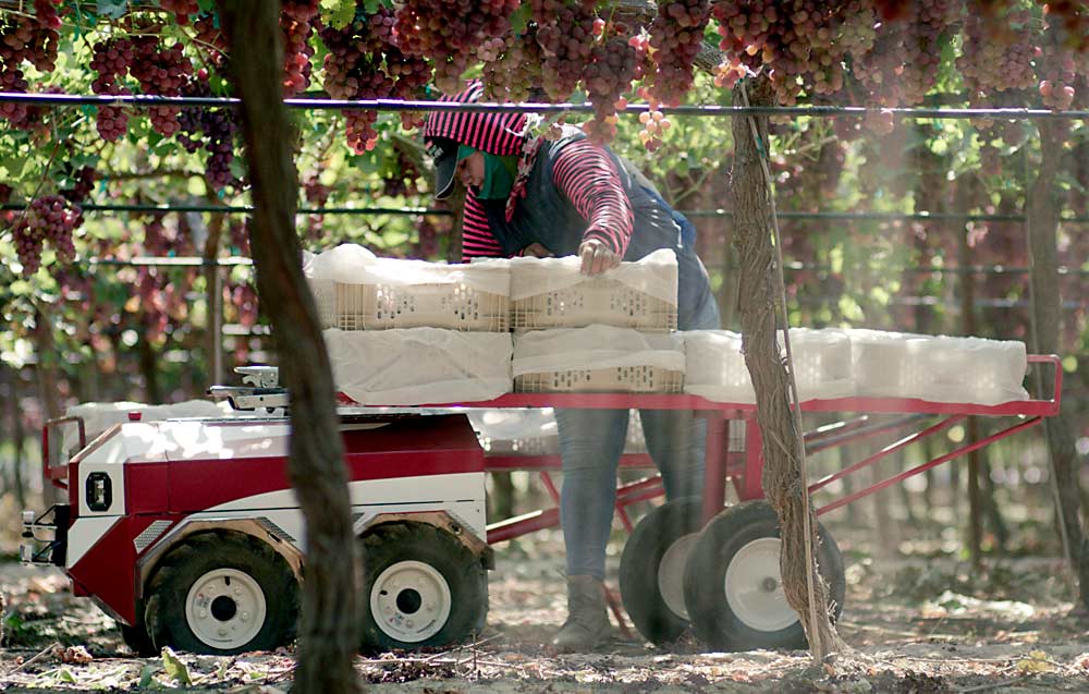 A table grape harvest crew member puts a full tote on a Carry during a trial. The Santa Monica, California, company is also raising capital to compete with Burro, but its cart is still in the prototype phase. (Courtesy Future Acres)