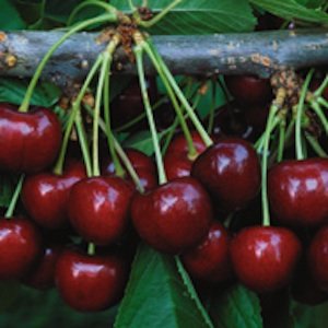 Agriculture and Agri-Food Canada released the late-maturing Sweetheart cherry in 1994. 