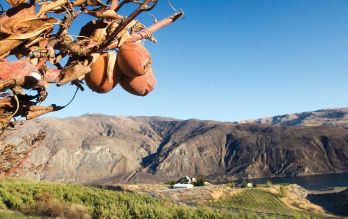 One of about 6,000 trees lost to fire by Reggie Collins, chief executive officer of Chelan Fruit. His orchards overlook the Columbia River outside of Chelan, Washington. (TJ Mullinax/Good Fruit Grower)
