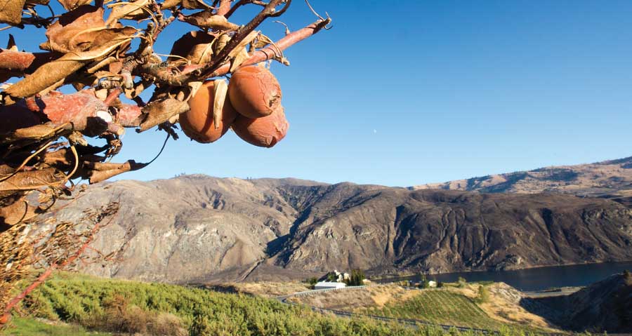 One of about 6,000 trees lost to fire by Reggie Collins, chief executive officer of Chelan Fruit. His orchards overlook the Columbia River outside of Chelan, Washington. (TJ Mullinax/Good Fruit Grower)