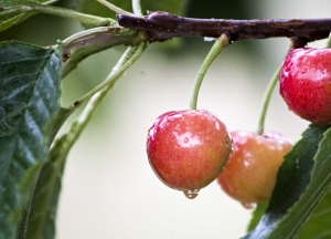 Cherry orchards in north Selah, Washington. (TJ Mullinax/Good Fruit Grower file photo)