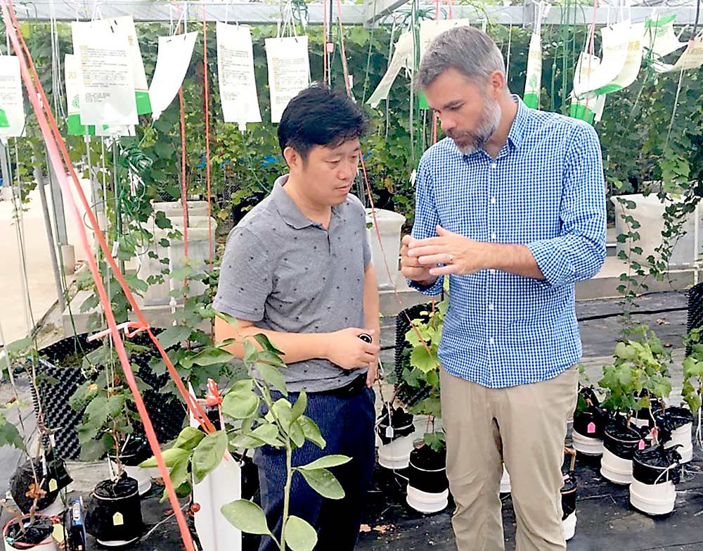Washington State University’s Matt Whiting, right, discusses horticulture in September 2019 with Caixi Zhang, a horticulture professor at Shanghai Jiao Tong University and a former postdoctorate researcher in Whiting’s lab. (Courtesy Matt Whiting)