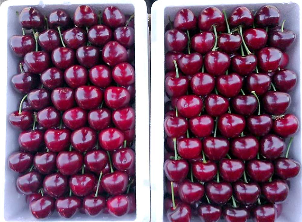 Stems tucked neatly behind, revered cherries are displayed in precise rows in a stall at a Beijing outdoor market. (Courtesy Caixi Zhang/Shanghai Jiao Tong University)