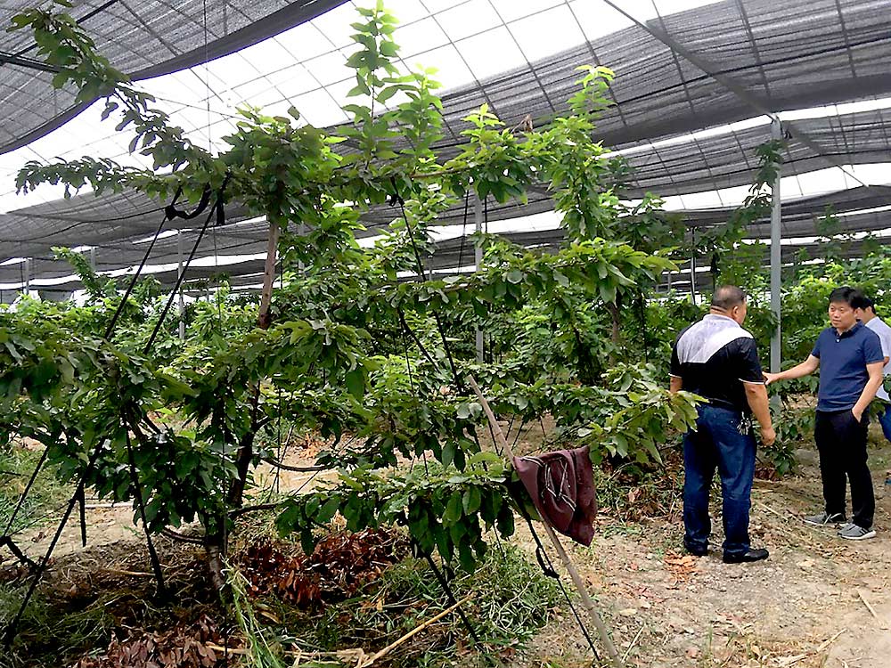 A typical Chinese cherry tree, central leader with 10 to 12 lateral branches, stands in an orchard near Shanghai, where southern growers use netting and other coverings to try to manipulate the trees to harvest in April and May, when imports are relatively scarce. (Courtesy Matt Whiting/Washington State University)