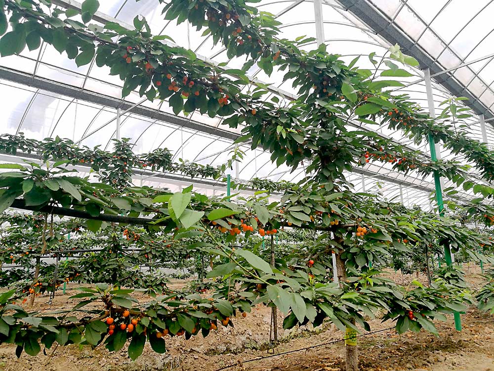 In China, small orchards with low-density, free-standing trees are still the traditional norm, but large-scale, modern, trellised cherry orchards, such as this covered, fifth-leaf property near Shanghai, are becoming more popular as China ramps up domestic production, said Washington State University’s Matt Whiting, who visited the country in 2019. (Courtesy Caixi Zhang /Shanghai Jiao Tong University)