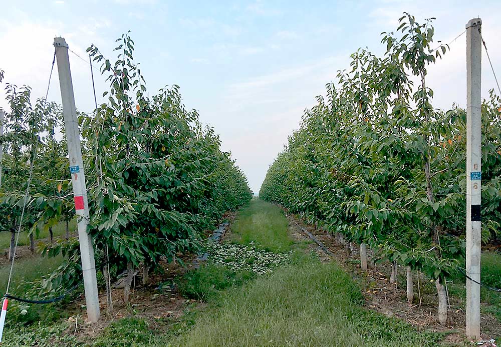 This 300-acre, fourth-leaf Regina block in Xi’an, Shaanxi Province, looks just as modern and well managed as any orchard in the United States or Europe, Whiting said. (Courtesy Matt Whiting/Washington State University)