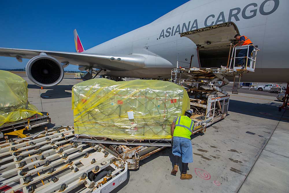 Crews load Northwest-grown cherries onto one of eight international cargo flights scheduled to depart from Seattle-Tacoma International Airport in Seattle, Washington, and bound for Asian markets in July 2017. (TJ Mullinax/Good Fruit Grower)