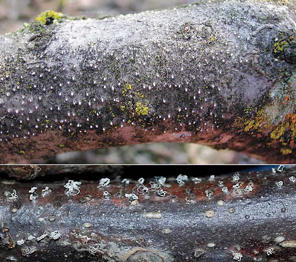 These cherry limbs show the pimple-like protrusions — the reproductive structures — of the cytospora canker beneath the bark. Known as pycnidia, each protrusion can exude thousands of conidia, or asexual spores, within minutes of a wetting event, according to research by Washington State University pathologist Gary Grove. (Photos Courtesy Gary Grove/Washington State University)