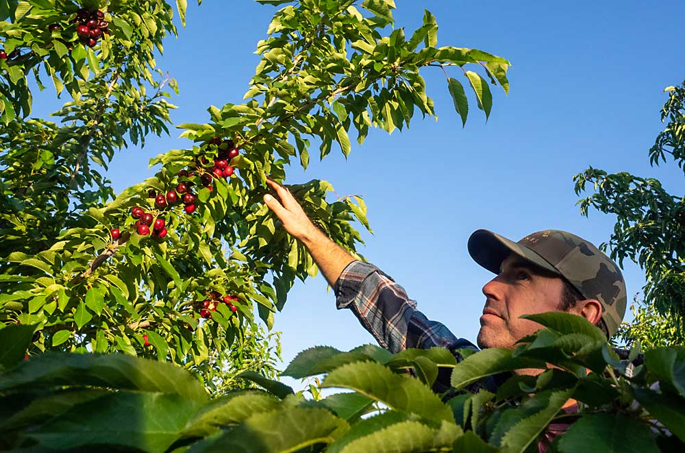 John Gibson checks on his Coral cherries at dawn during harvest season in early May. Like other growers in the area, he has replaced many of the Bings, which were once king, with lower-chill Coral and Brooks varieties. (Kate Golden/for Good Fruit Grower)