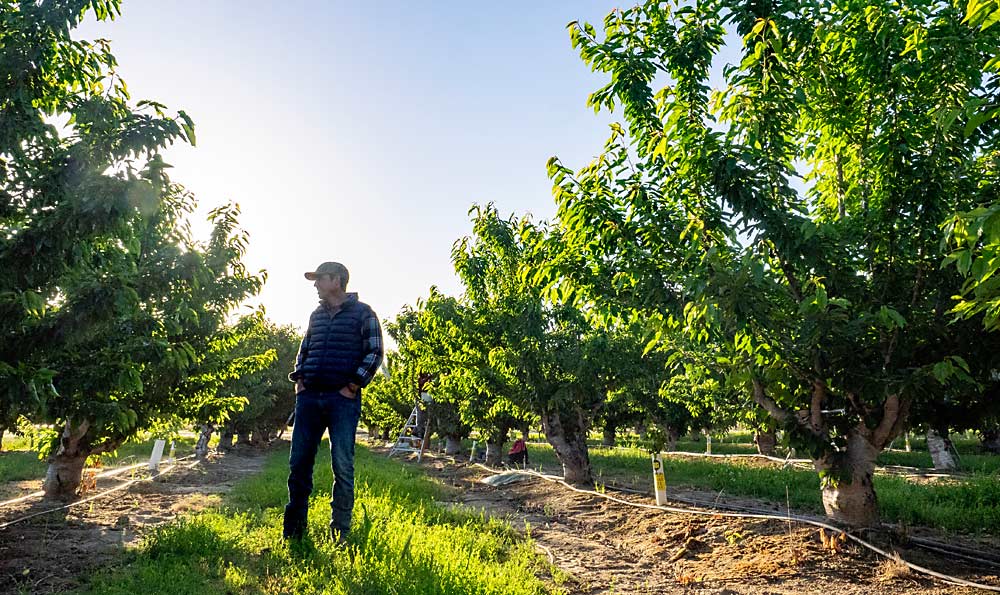 John Gibson, owner of Golden Bear Ranches in Lodi, California, is confident scientists will help California’s growers adjust to climate change. “It’s all about finding the right techniques to get through those low-chill years,” he said during his 2022 harvest in May. “Every farm is different, and every field is different.” (Kate Golden/for Good Fruit Grower)
