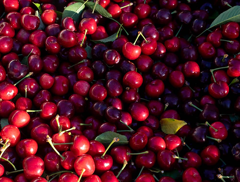 Freshly picked Coral cherries await packing at Golden Bear Ranches in Lodi, California, in May 2022. (Kate Golden/for Good Fruit Grower)