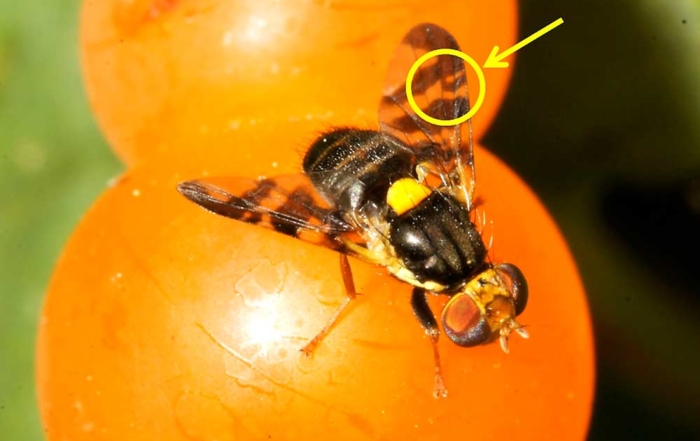 The pattern on the wing of the European cherry fruit fly, Rhagoletis cerasi, can be used to distinguish it from native fruit flies. (Courtesy Steve Paiero, University of Guelph)