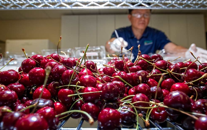 Freshly treated with natamycin, cherries await further trials at the Pace International laboratory in Wapato, Washington, in 2016. Pace postharvest director Richard Kim said the product was used successfully in commercial trials with several California packers last year and should be available for use in Washington this year. (TJ Mullinax/Good Fruit Grower)