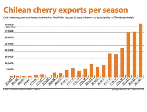 Chinese export market sparking hot Chilean cherries