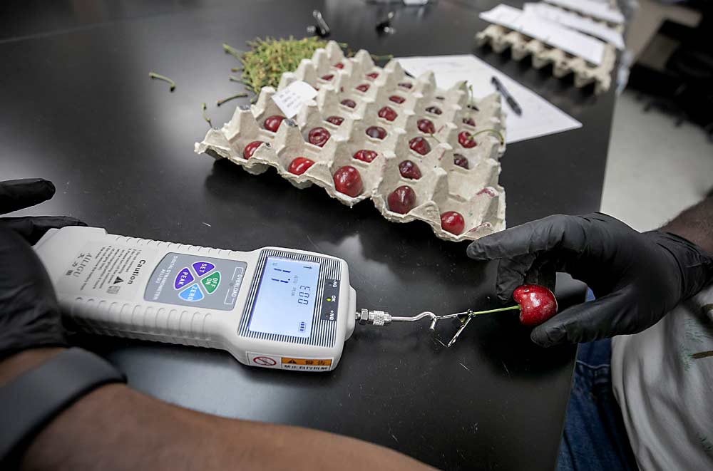 Sadat Amankona assesses the stem retention force of each cherry. Stem quality is a complicating factor in sweet cherry storage. (TJ Mullinax/Good Fruit Grower)