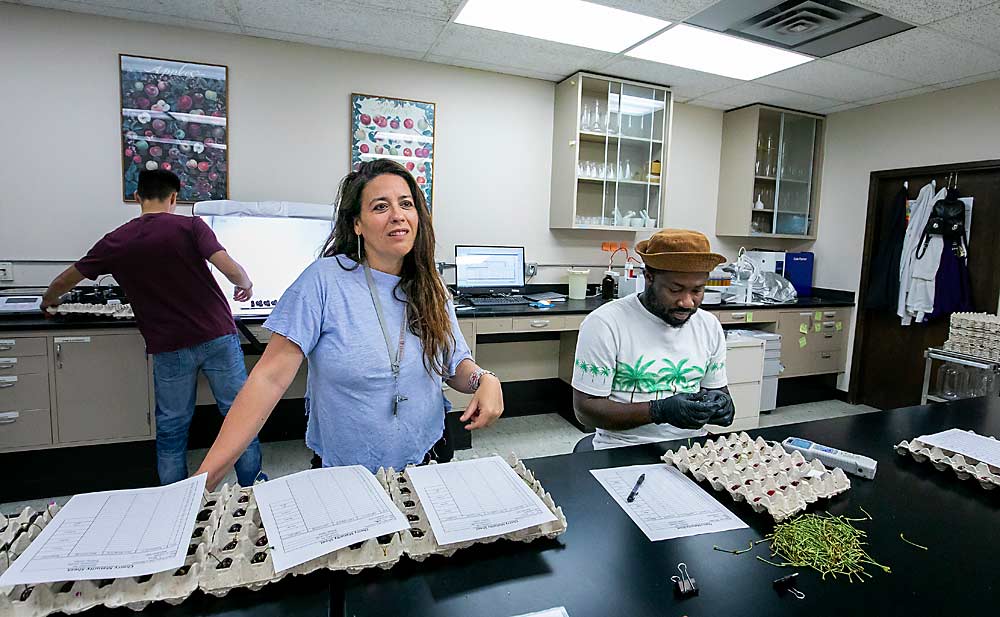 Postharvest physiologist Carolina Torres and her team, including doctoral student Sadat Amankona, at right, evaluated some 10,000 sweet cherries for quality after either 15 or 30 days of storage under different conditions at the Washington State University Tree Fruit Research and Extension Center in Wenatchee. (TJ Mullinax/Good Fruit Grower)