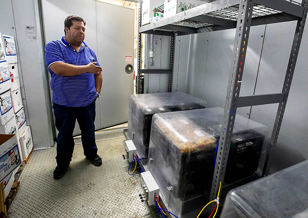 Replicates of each lot of cherries in the study underwent different storage conditions, including controlled atmosphere storage at right and refrigerated storage, with and without modified atmosphere bags, at left. (TJ Mullinax/Good Fruit Grower)