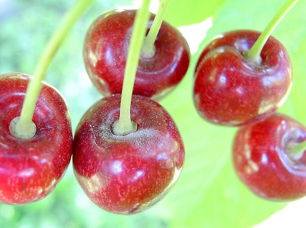 Powdery mildew can only infect cherries in the few weeks before harvest, but early-season management protects them by keeping inoculum low, according to Washington State University plant pathologist Gary Grove. (Courtesy Claudia Probst/Washington State University)