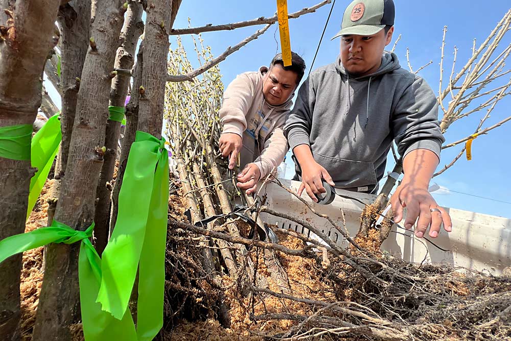 Brothers Alfredo, left, and Uzziel Reyes cut the bonds on bunches of cherry trees headed for planting. Nurseries are supporting the demonstration block. (Ross Courtney/Good Fruit Grower)