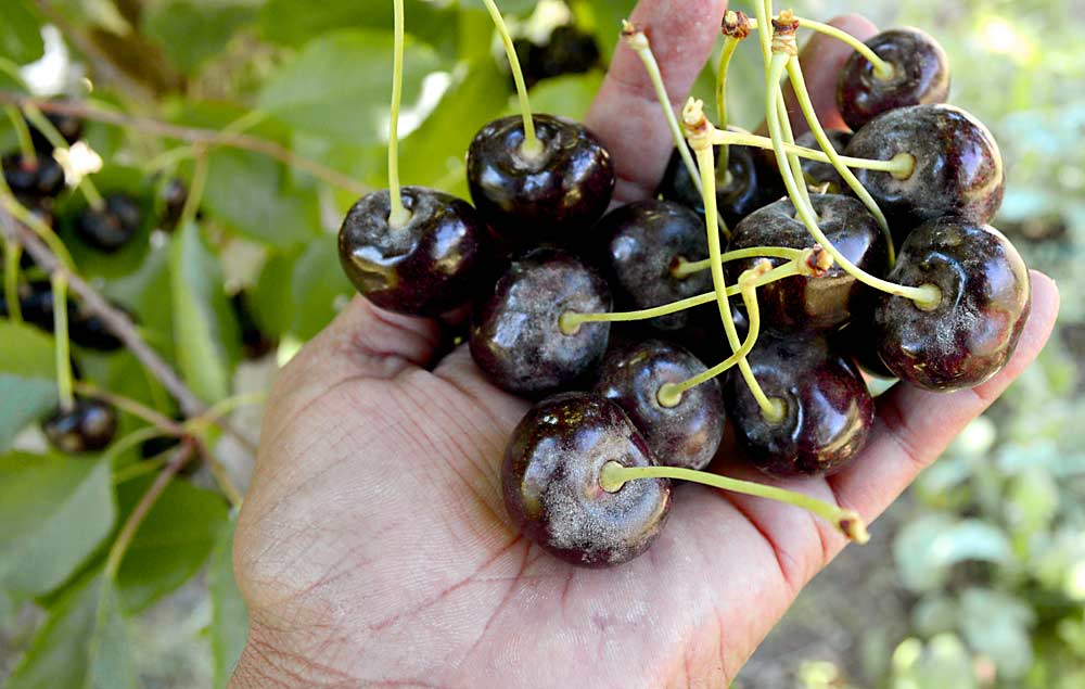 Cherry powdery mildew shows up white and powdery on Bings shortly after harvest in 2019 from the Washington State University Roza research orchard near Prosser. Researchers believe cherry powdery mildew is developing resistance to certain fungicides and are asking growers to pause using them for a year or two. (Courtesy Prashant Swamy/Washington State University)