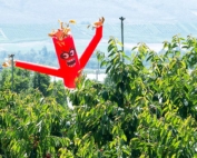 Inflatable bird deterrent in a Yakima, Washington, cherry orchard in 2014. (TJ Mullinax/Good Fruit Grower)